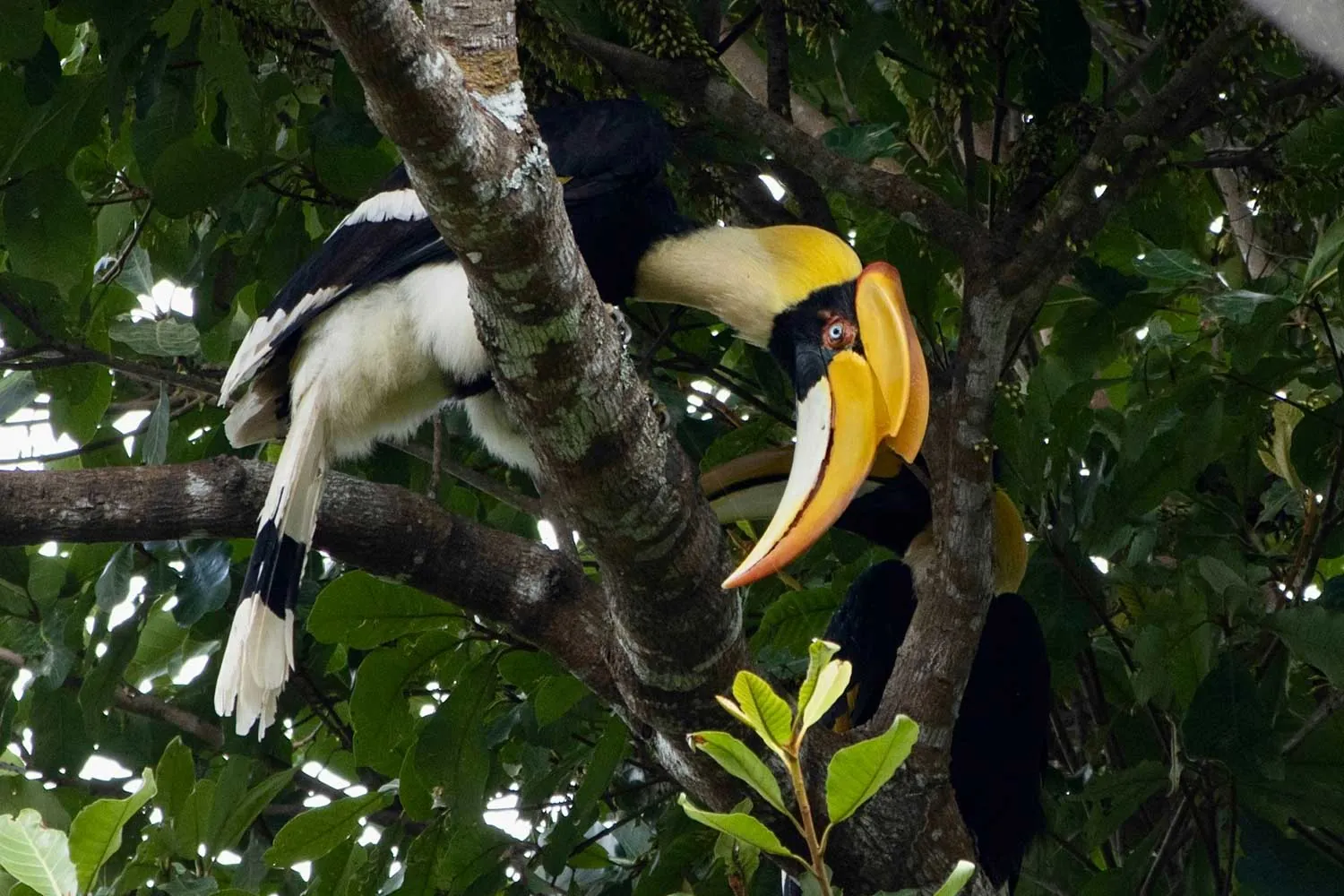buccero tra gli alberi del Parco Nazionale di khao yai