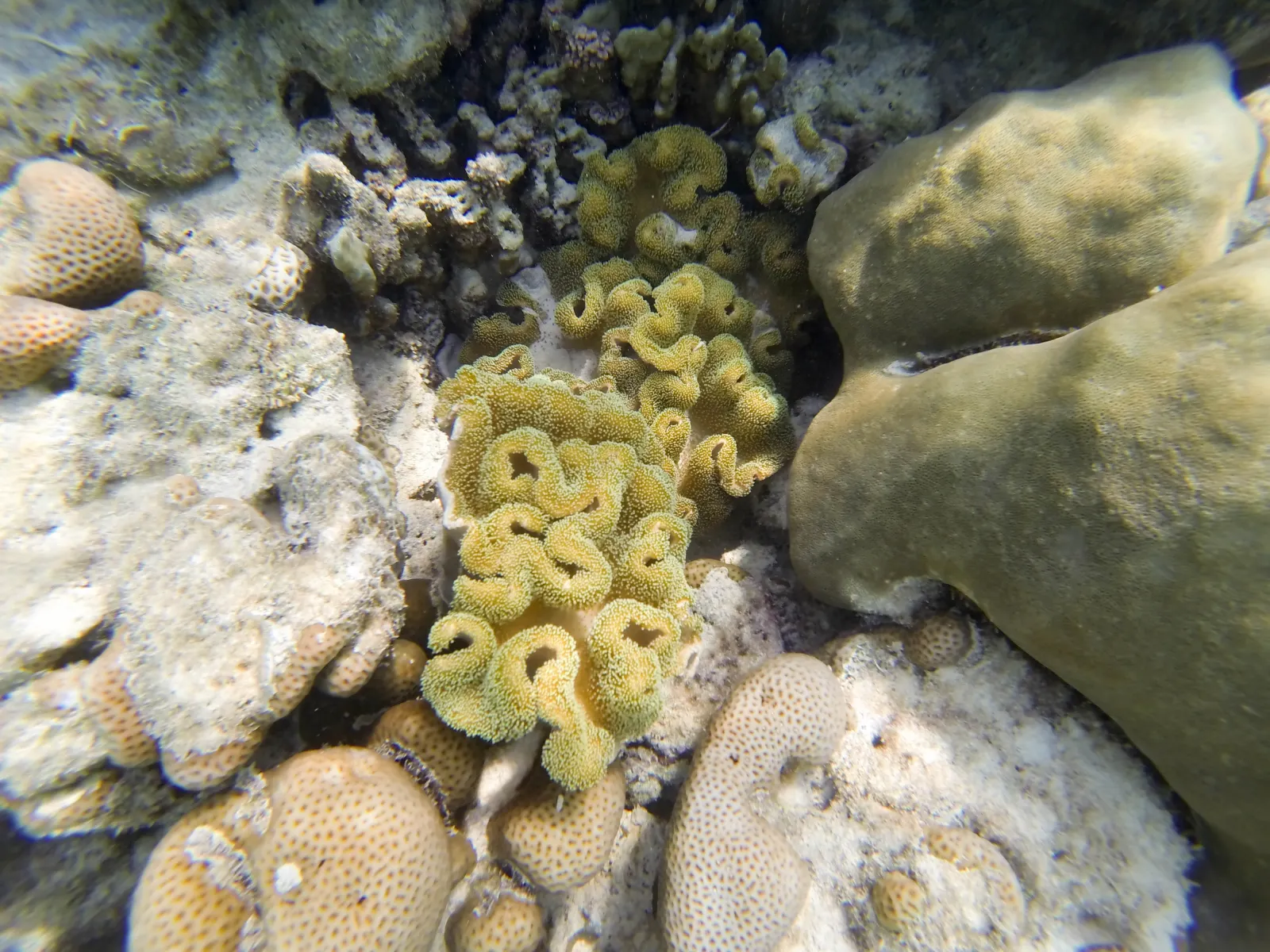 Barriera corallina alle Isole Surin Barriera corallina in acque poco profonde alle Isole Surin, con anemoni e coralli sani nel parco nazionale marino della Thailandia