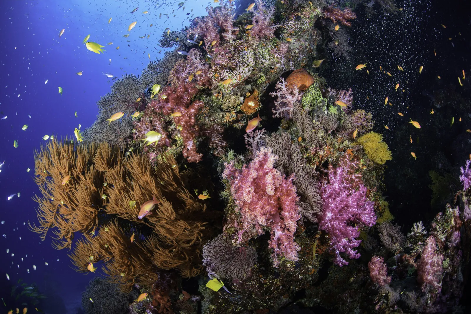 Barriera corallina delle Isole Similan Barriera corallina colorata alle Isole Similan, la meta più ricca di snorkeling nel mare delle Andamane in Thailandia
