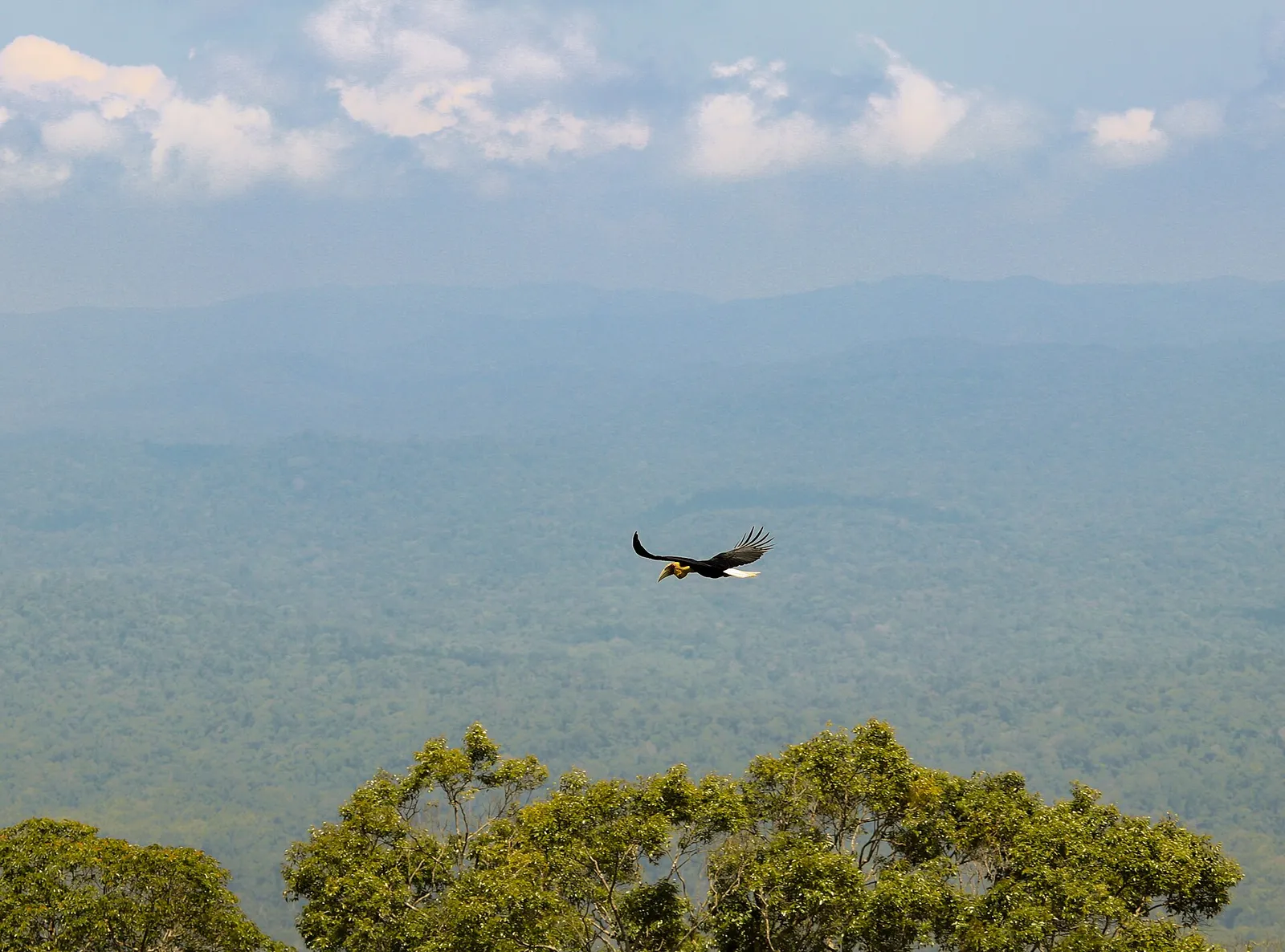 Un bucero sorvola la foresta del Khao Yai Bucero in volo sopra la foresta del parco nazionale del Khao Yai in Thailandia