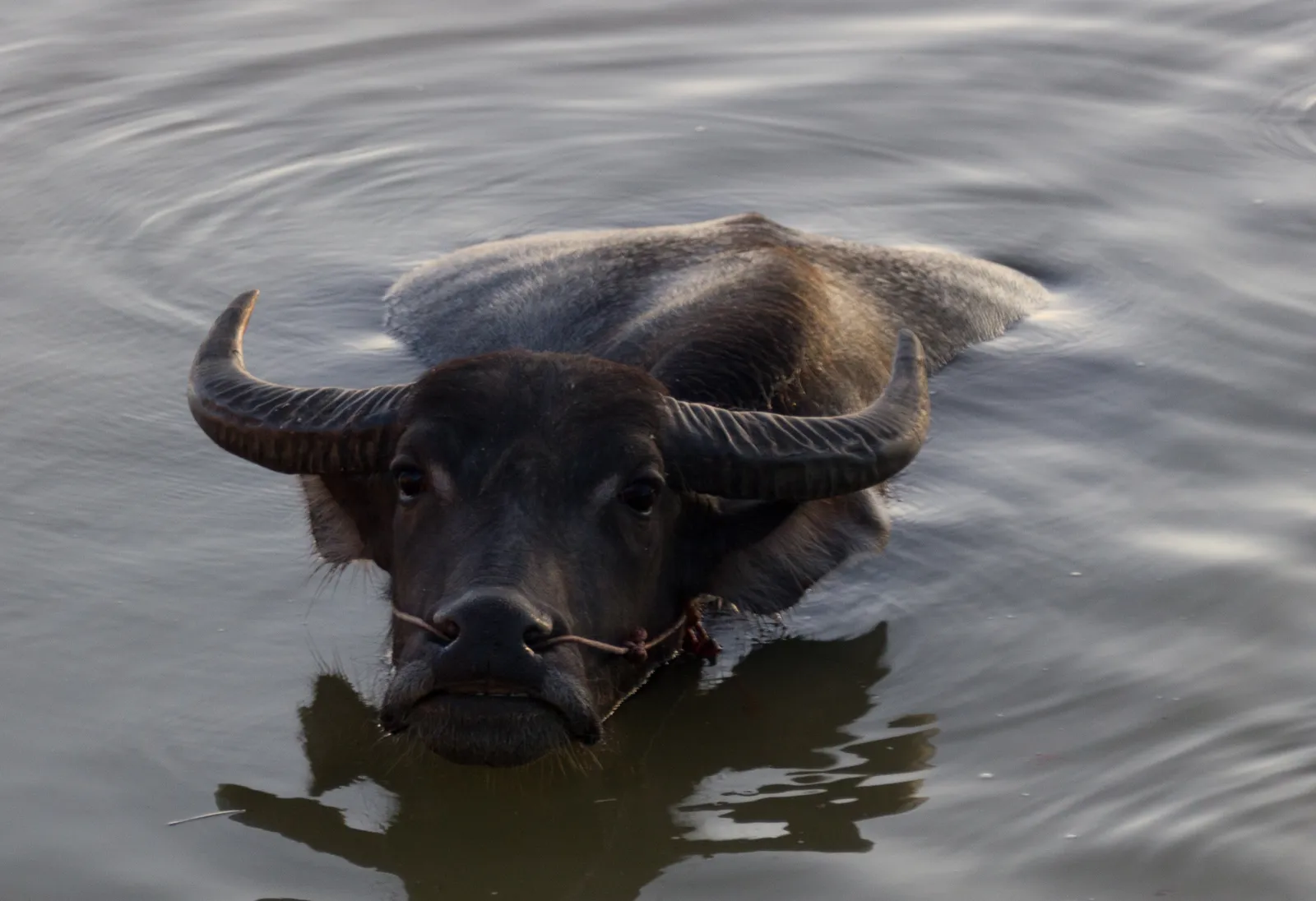 Festival del Bufalo di Chonburi: le corse più antiche