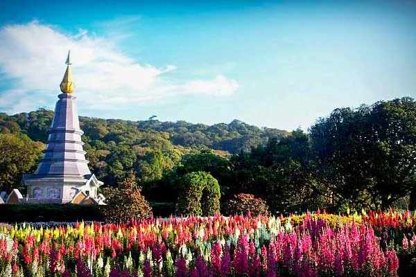 pagoda e campo di fiori sul Doi Inthanon