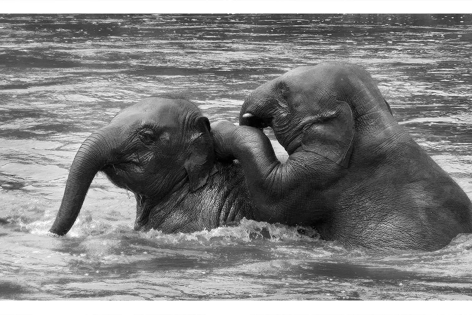 Elefanti che giocano in acqua Due elefanti giocano nell'acqua in un santuario etico del nord della Thailandia