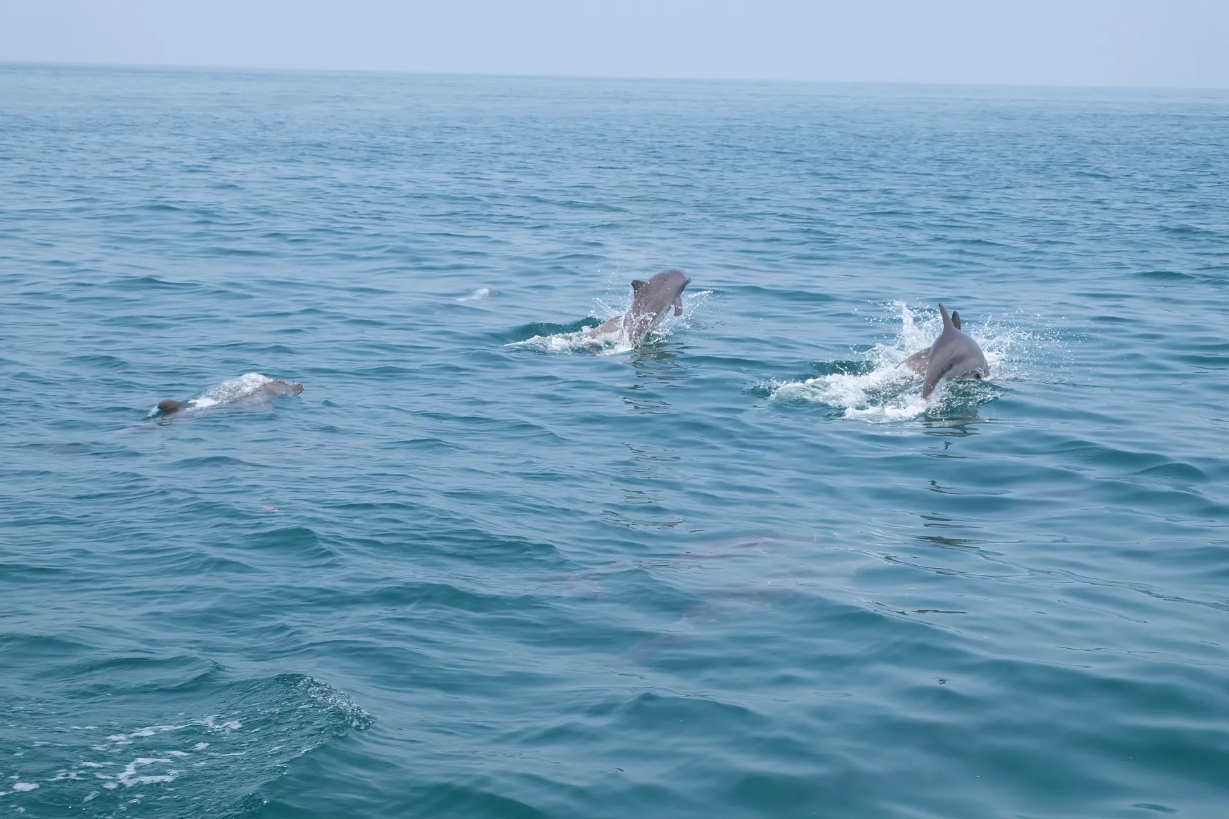 Delfini nel parco nazionale delle Isole Surin Gruppo di delfini che nuota nel mare delle Andamane nel parco nazionale marino delle Isole Surin, in Thailandia