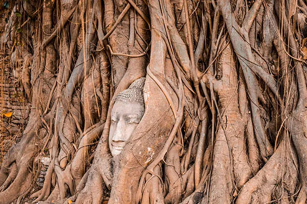 Ayutthaya statua di buddha incastrata nell'albero a Ayutthaya e la Thail