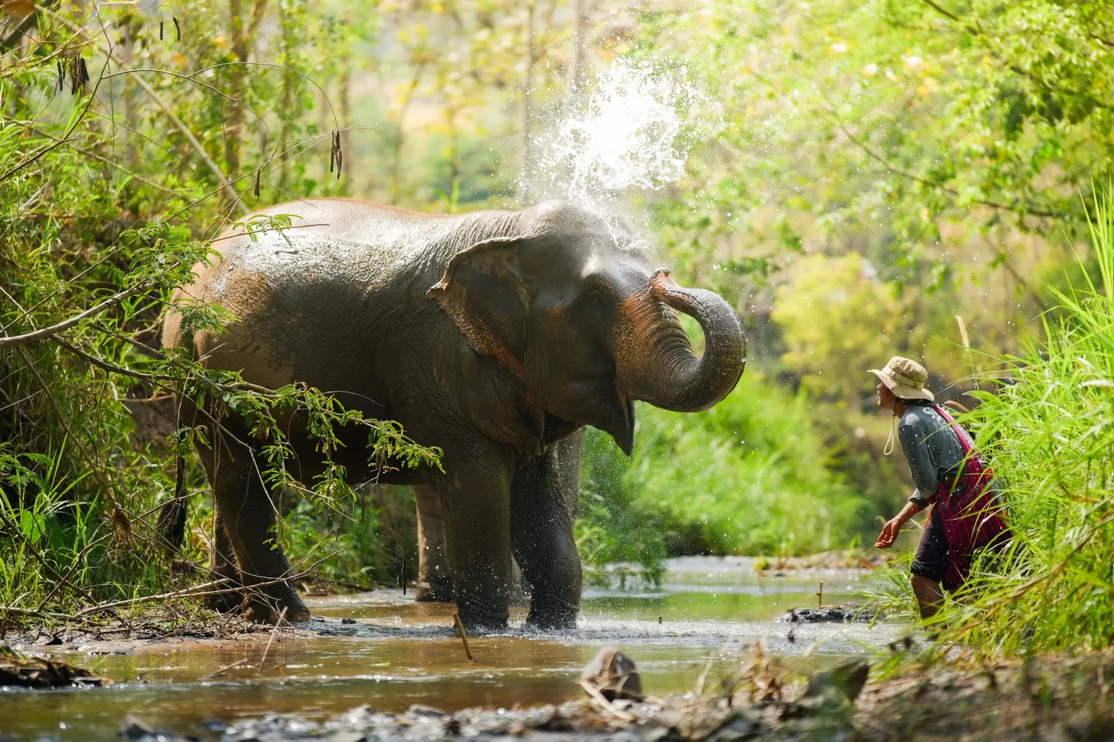 Elephant Jungle Sanctuary, Chiang Mai Elefante si rinfresca nel fiume al fianco di un mahout all'Elephant Jungle Sanctuary in Thailandia