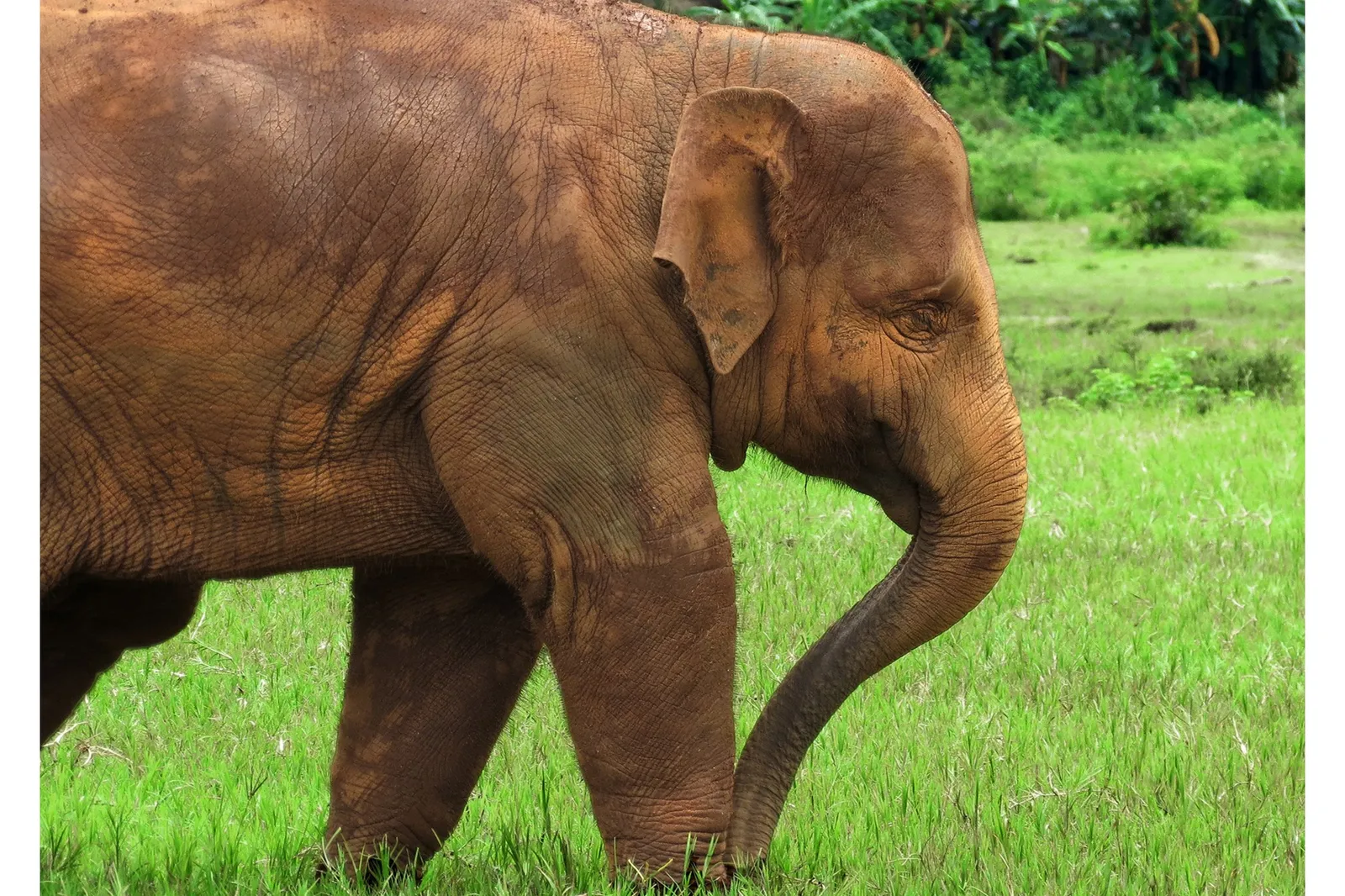 Elefanti in Thailandia: santuari etici e come vederli