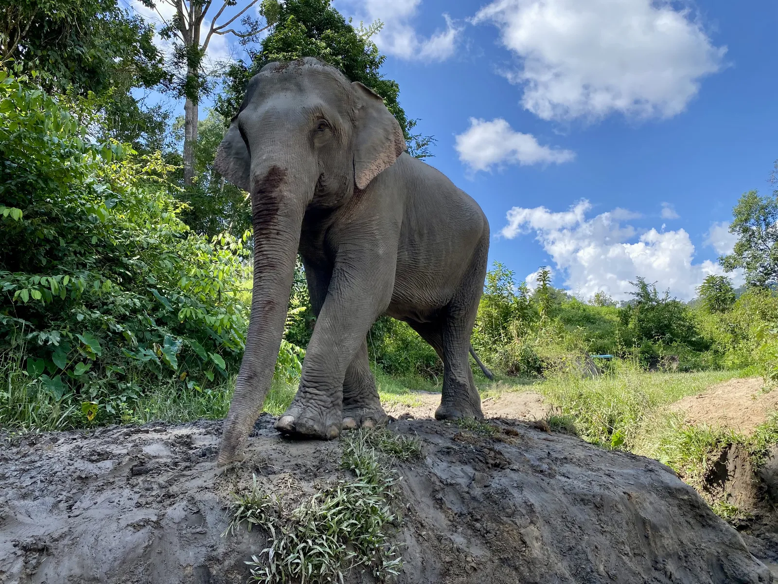 Elefante in libertà nel verde della valle di Mae Wang, dove si trovano i santuari etici di Chiang Mai