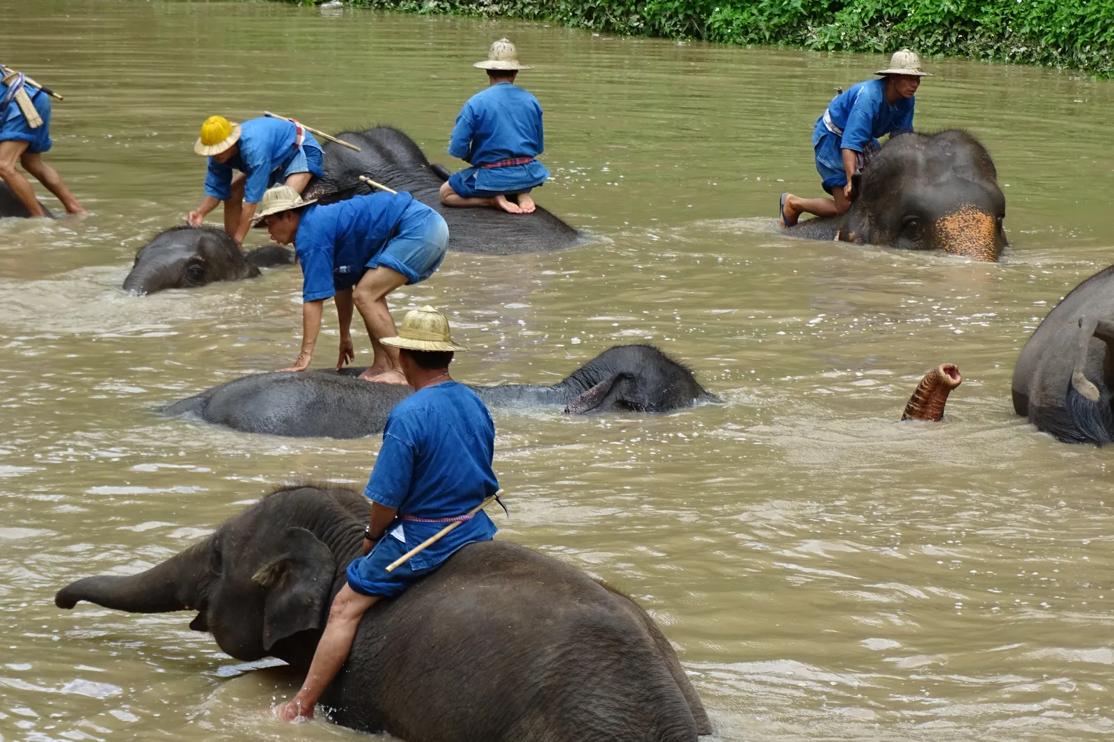 Il bagno degli elefanti nel fiume Mahout thailandesi fanno il bagno agli elefanti in un fiume del nord della Thailandia