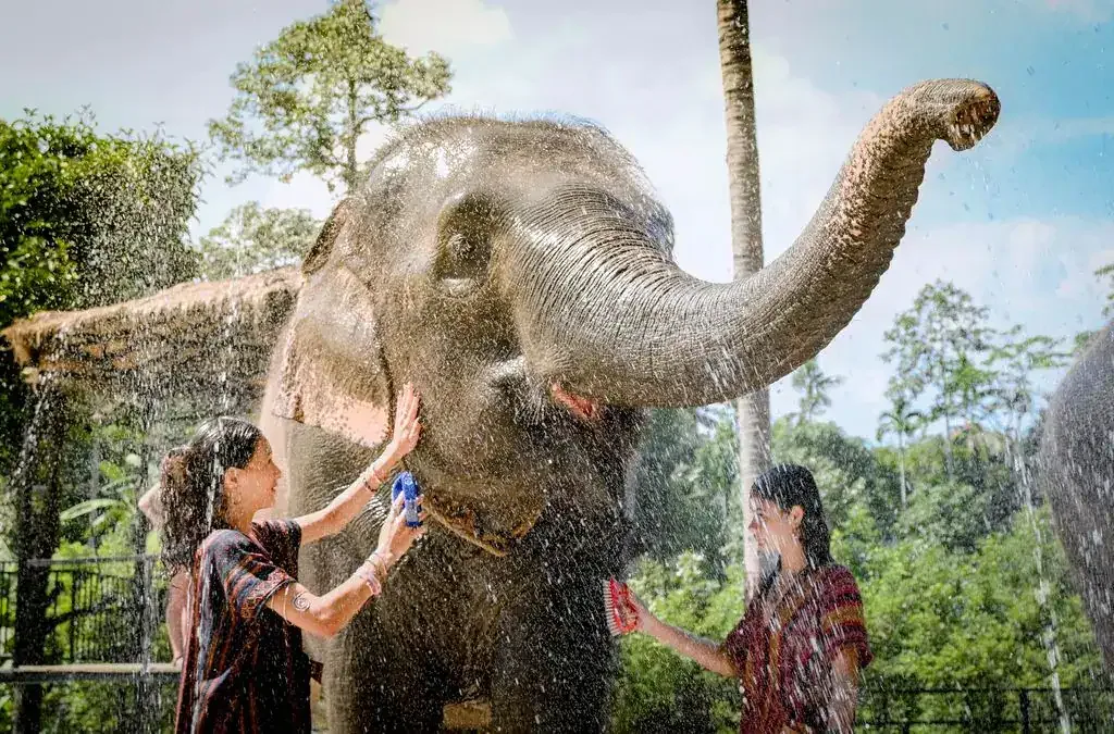 Il bagno degli elefanti allo Elephant Jungle Sanctuary Ospiti fanno il bagno a un elefante con schizzi d'acqua allo Elephant Jungle Sanctuary in Thailandia