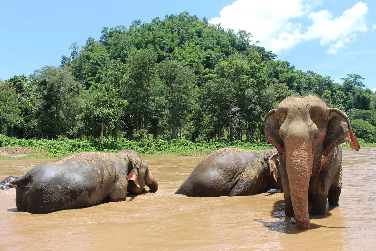 Elefanti in Thailandia: santuari etici e come vederli