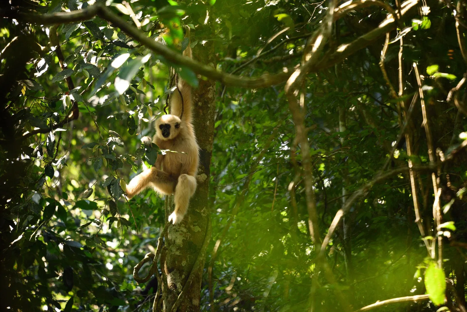 Un gibbone dalle mani bianche nel Khao Yai Gibbone dalle mani bianche su un ramo nella giungla del parco nazionale del Khao Yai in Thailandia