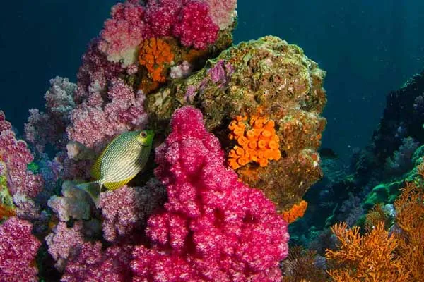 la coloratissima barriera corallina thailandese