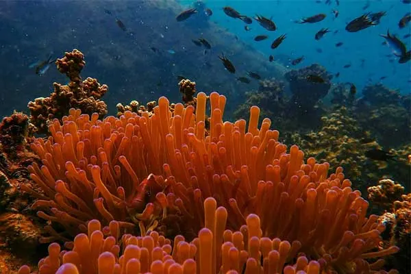 barriera corallina nel golfo del siam