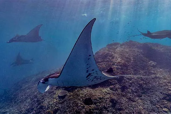 mante nuotano nel Mare delle andamane