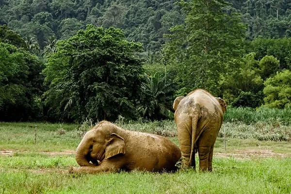 santuario elefanti thailandia
