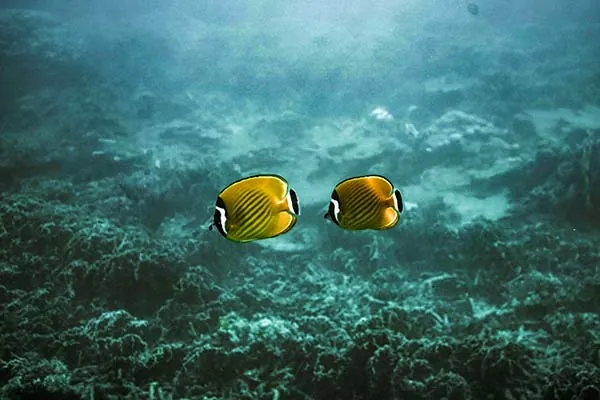 snorkeling a koh Tao