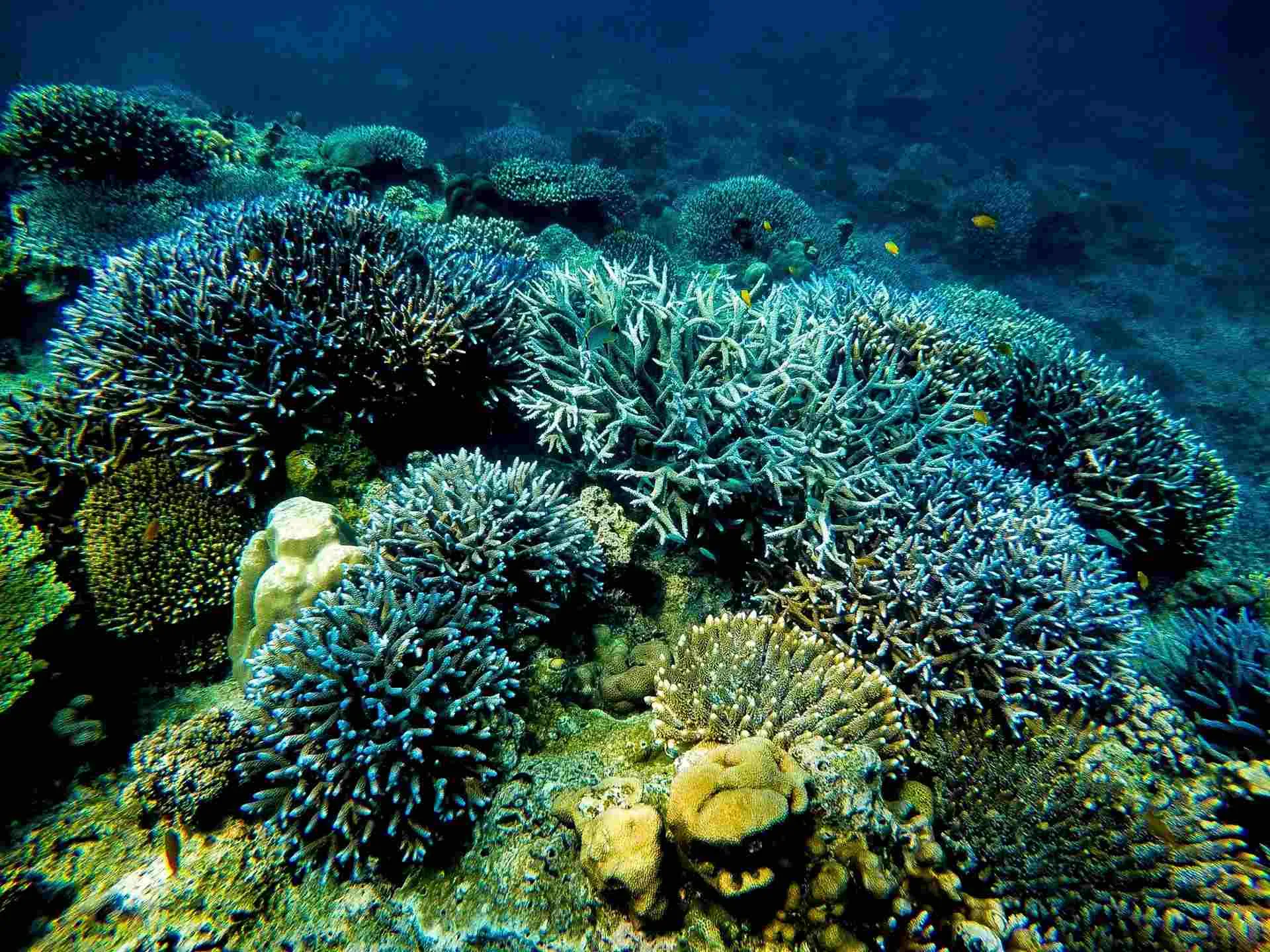 coralli nel parco nazionale di Koh Lanta