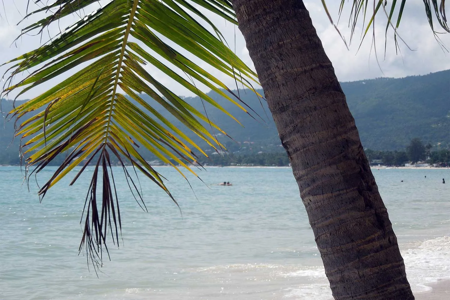 palma da cocco in spiaggia a Koh Samui