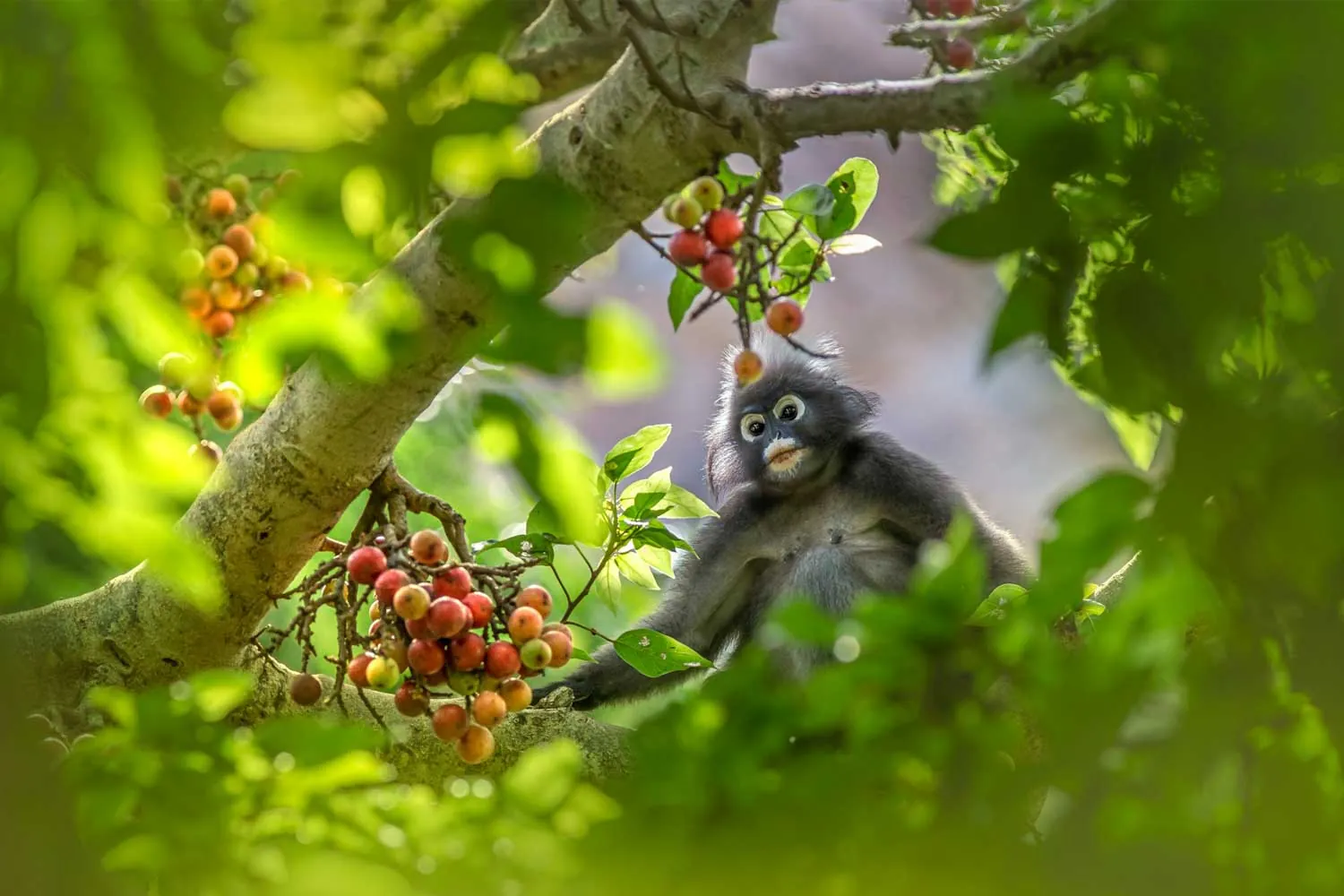 scimmia tra gli alberi della riserva naturale di krabi