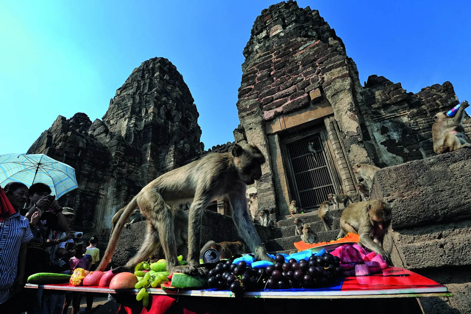 Monkey Buffet di Lopburi: il banchetto per le scimmie