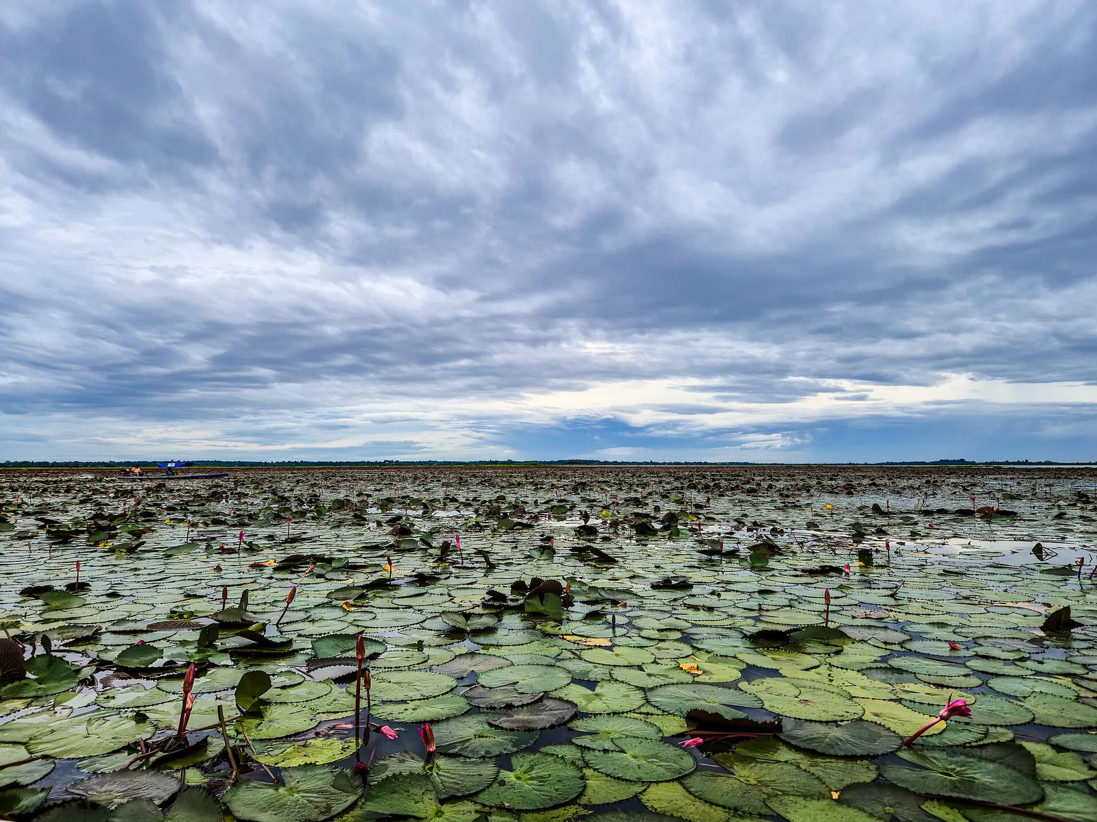 Le ninfee rosse in fiore sul lago Nong Han, il mare di ninfee di Kumphawapi vicino a Udon Thani, nel nord-est della Thailandia