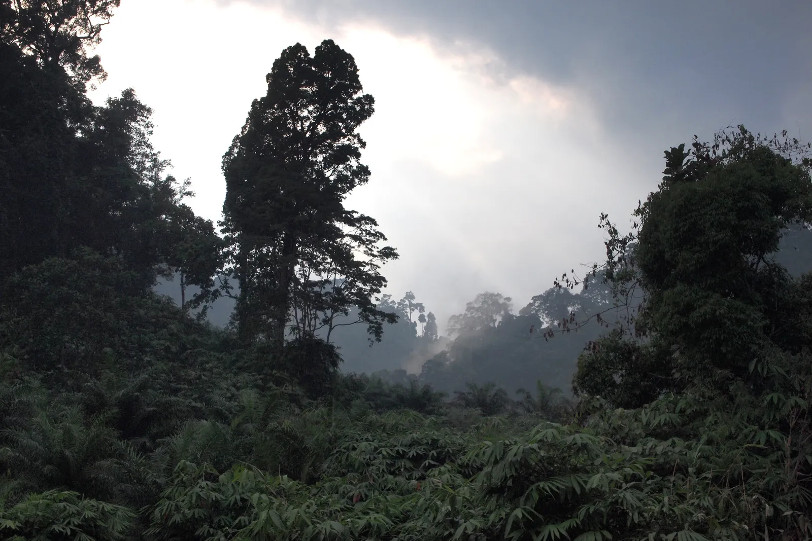 La giungla nebbiosa del parco nazionale di Khao Lak-Lam Ru in Thailandia, con la foresta pluviale che sale verso le montagne