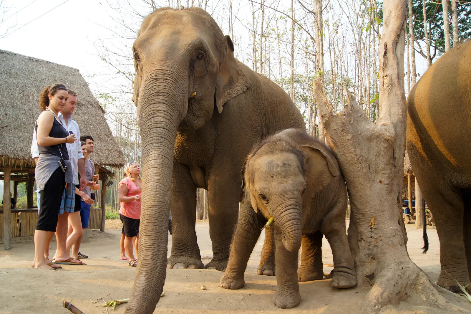Osservazione degli elefanti a Chiang Mai Turisti osservano da vicino un elefante con il suo cucciolo in un santuario etico vicino a Chiang Mai