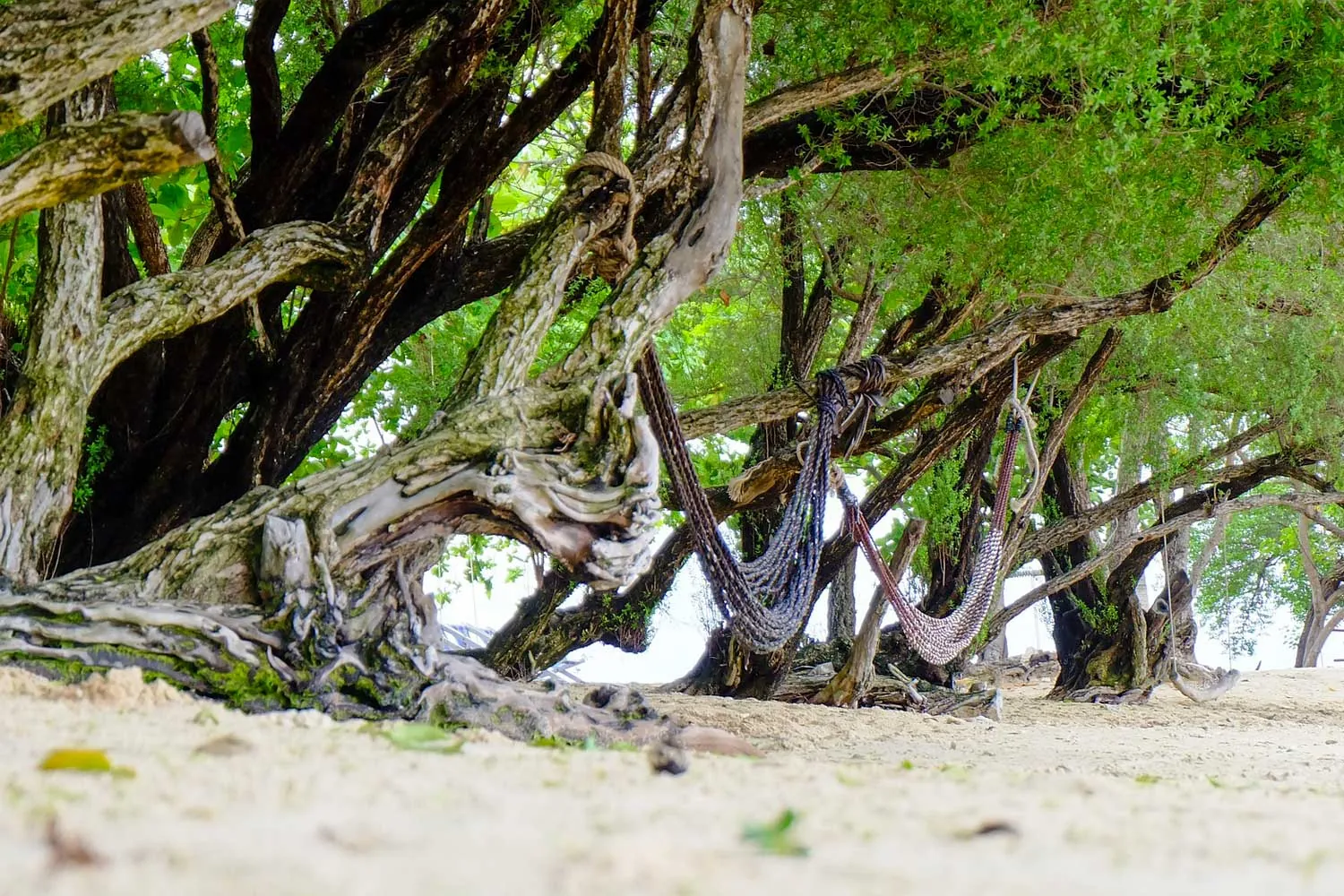 Koalberi di mangrovia in spiaggia a koh samet