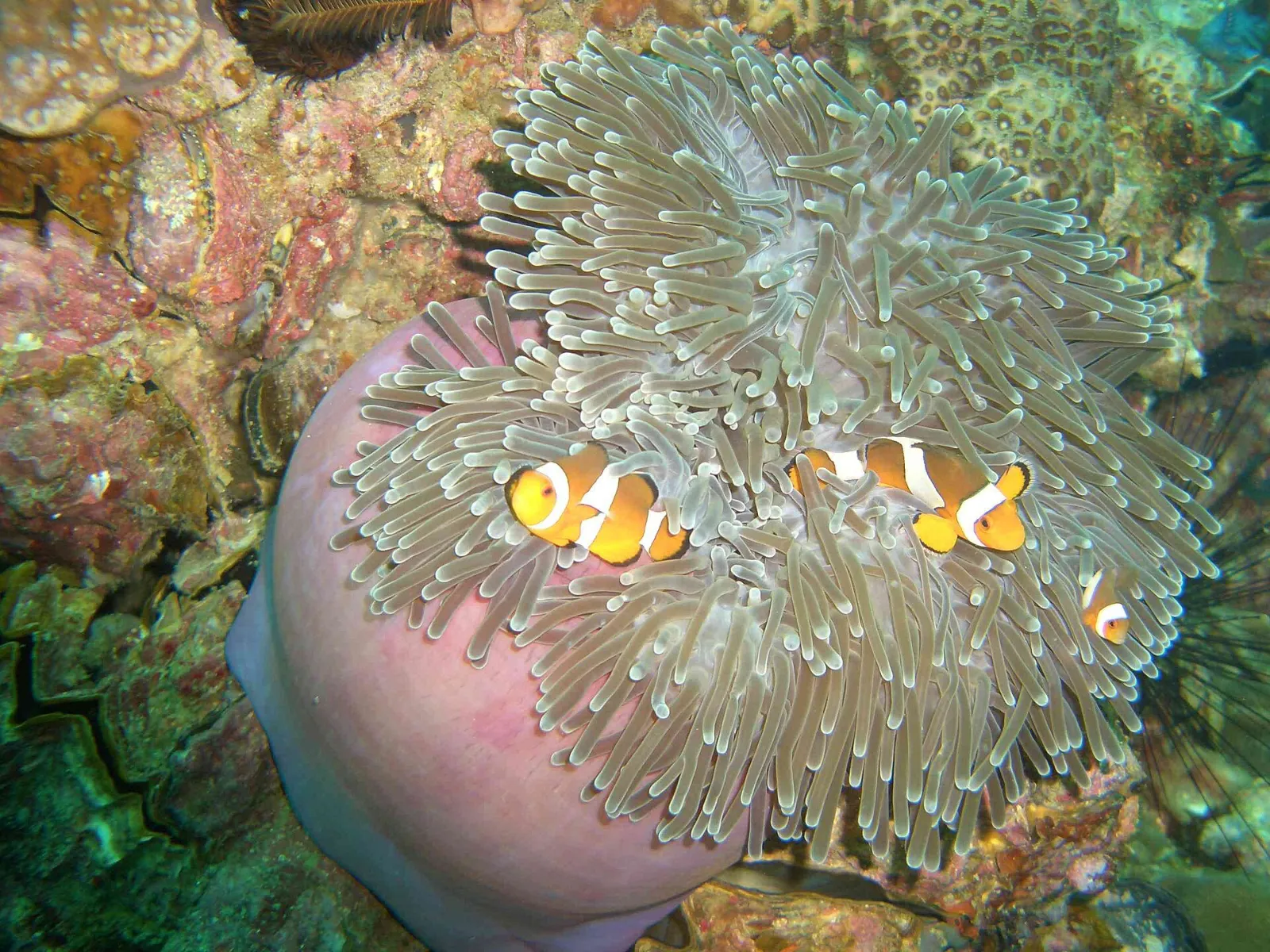 Pesce pagliaccio a Koh Lipe Pesce pagliaccio tra i coralli durante lo snorkeling a Koh Lipe, nel mare delle Andamane in Thailandia