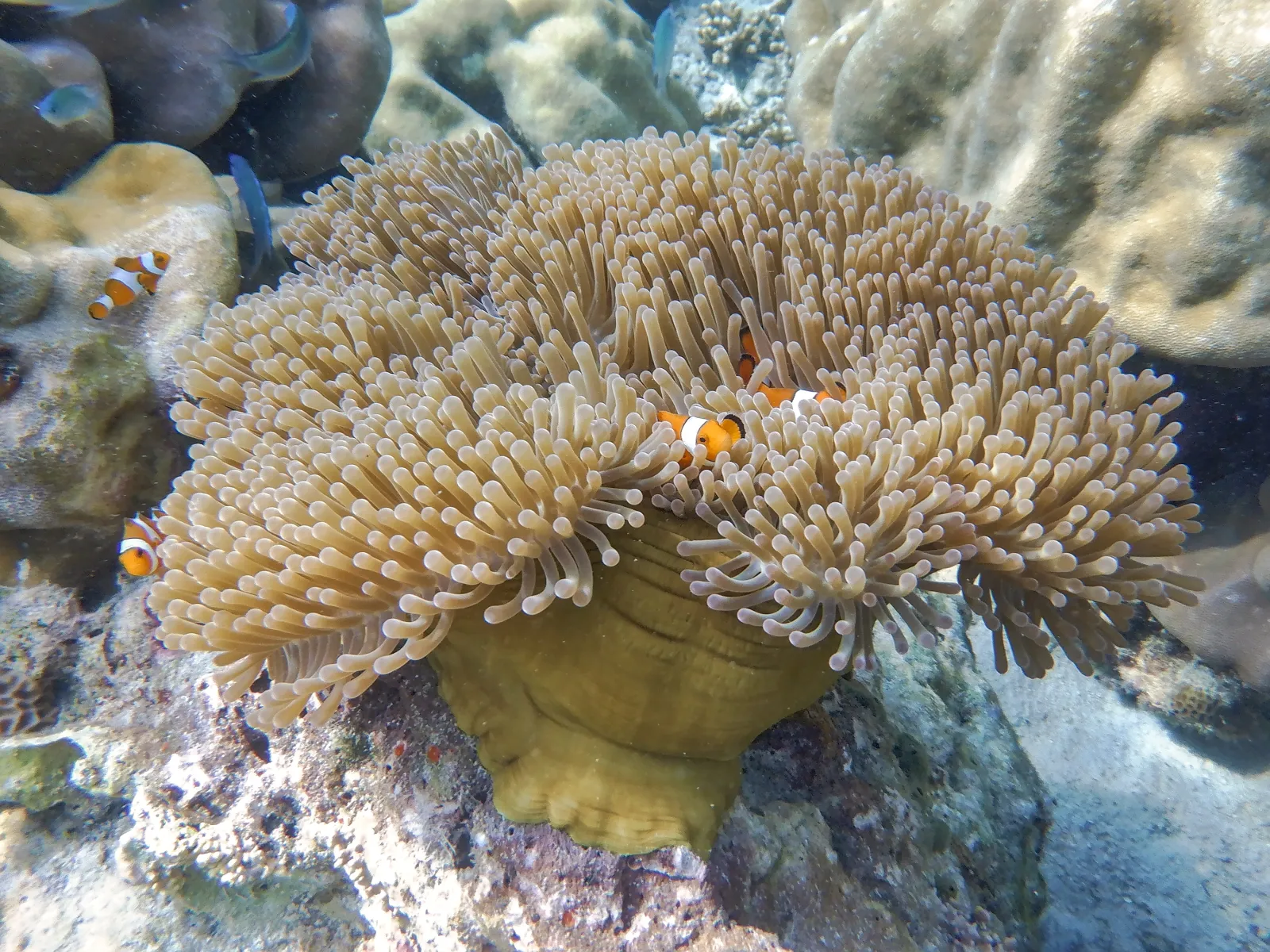 Pesce pagliaccio alle Isole Surin Pesce pagliaccio tra i tentacoli dell'anemone durante lo snorkeling alle Isole Surin, nel parco nazionale marino della Thailandia