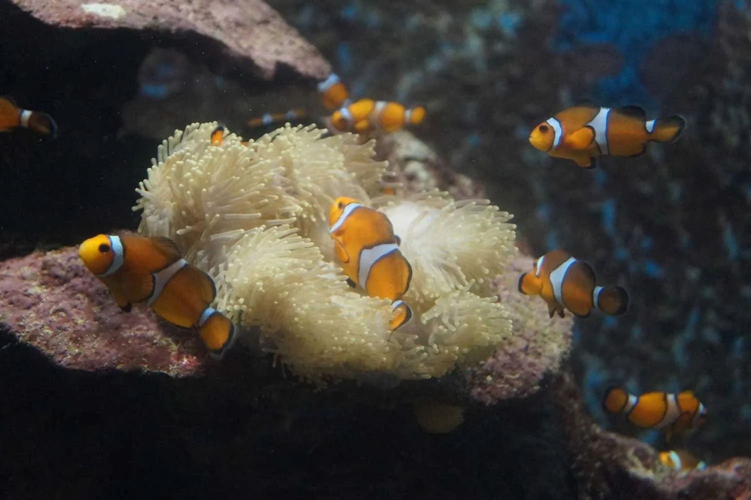 pesci pagliaccio nella barriera corallina delle Similan islands