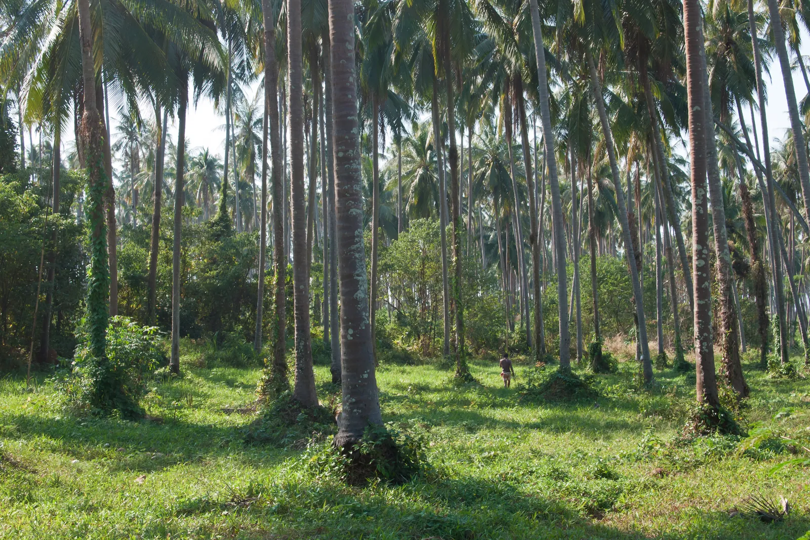 Piantagioni di cocco a Koh Mak Piantagione di palme da cocco nell'interno pianeggiante di Koh Mak in Thailandia