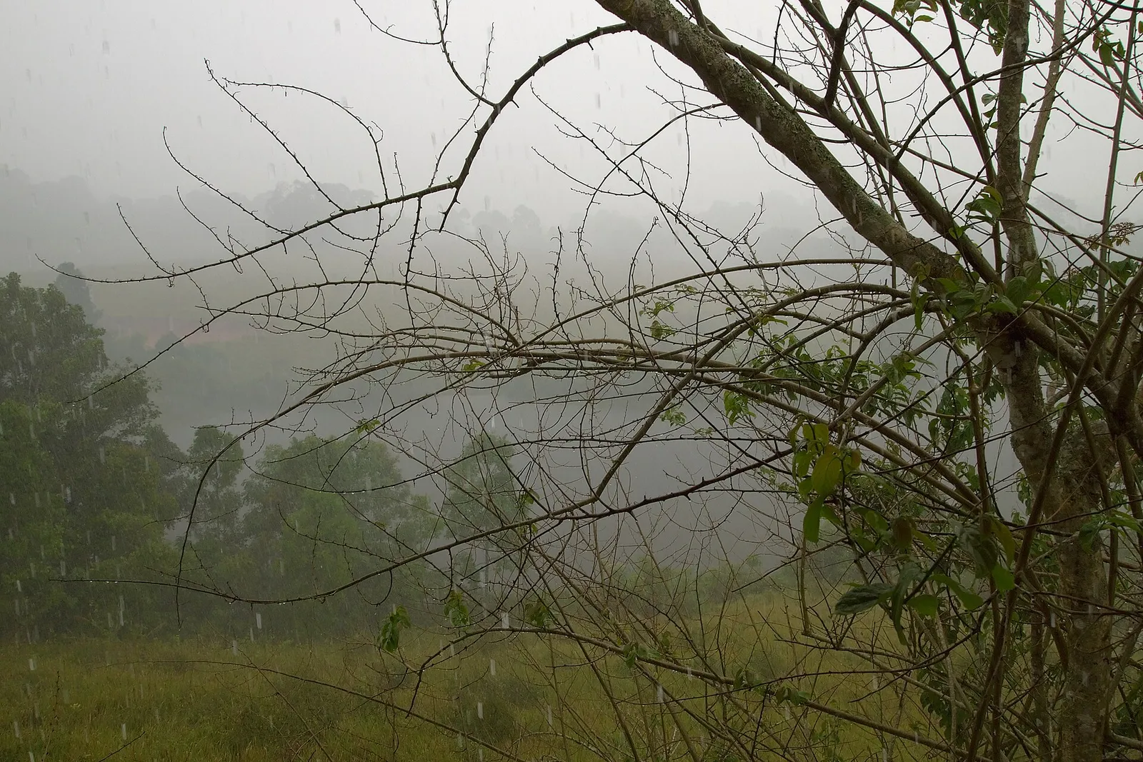 Stagione delle piogge in Thailandia Pioggia monsonica nella foresta di Khao Yai durante la stagione delle piogge in Thailandia