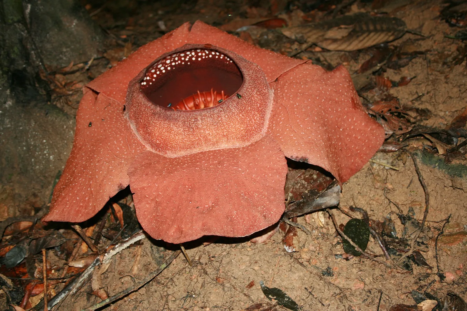 Rafflesia kerrii, Khao Sok Fiore gigante Rafflesia kerrii nel parco nazionale di Khao Sok