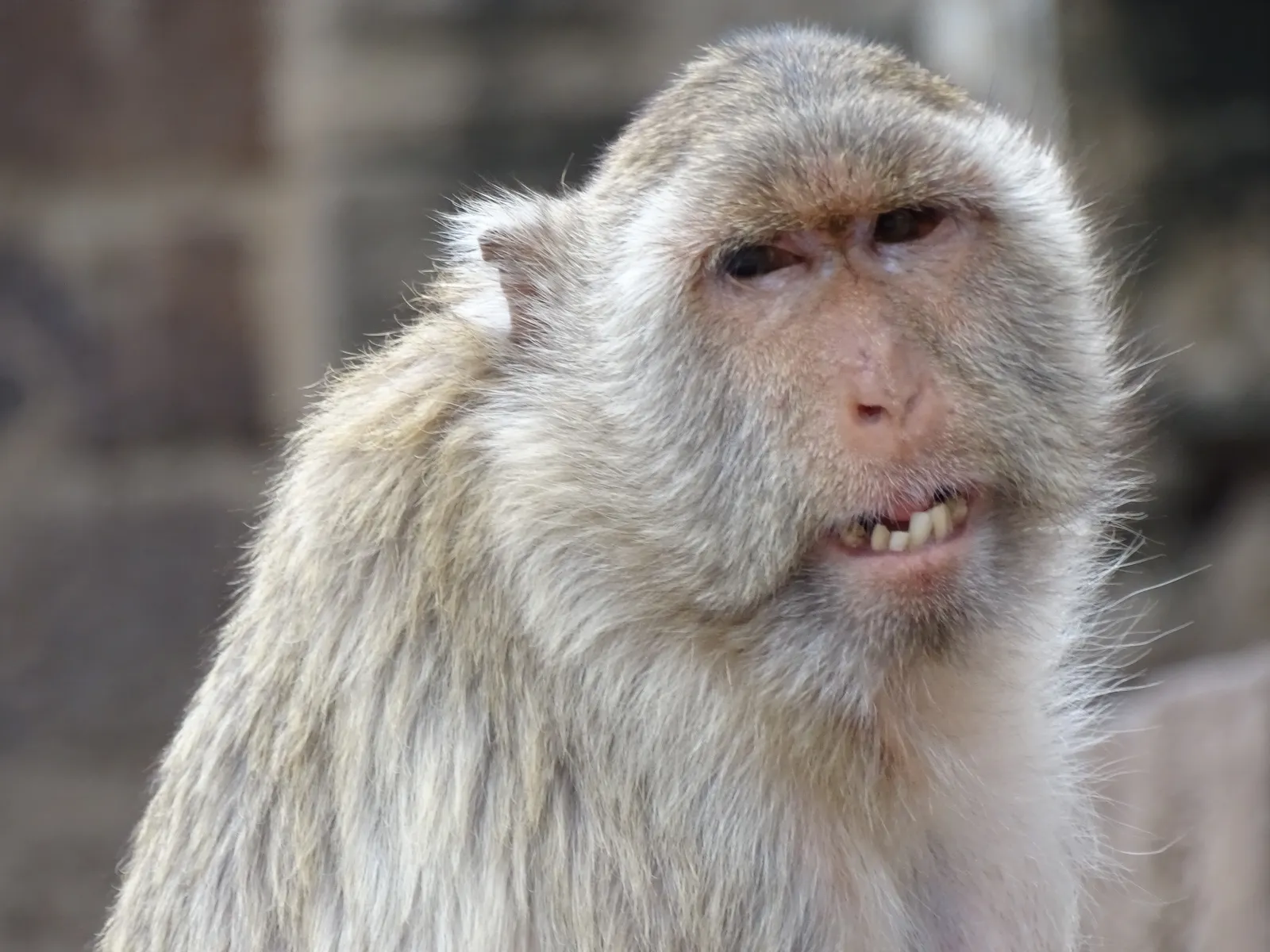 Un macaco a Phra Prang Sam Yot Primo piano di un macaco a coda lunga nel tempio di Phra Prang Sam Yot a Lopburi, in Thailandia