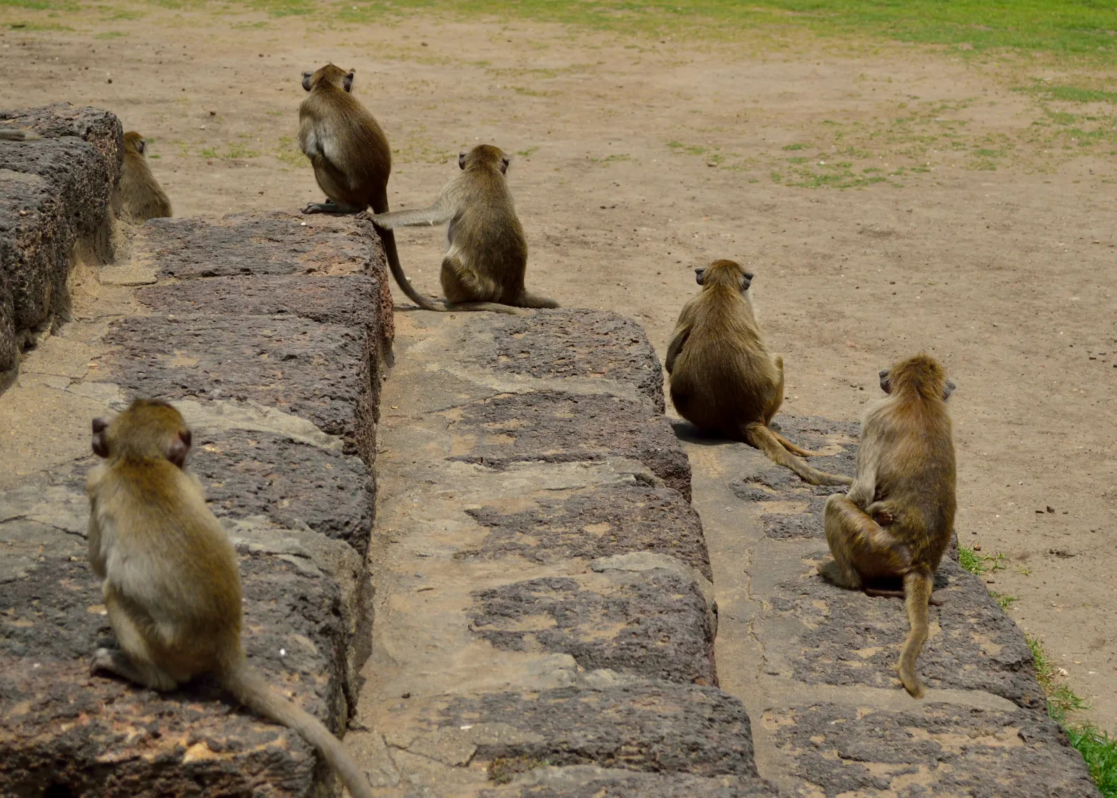 Macachi a coda lunga a Lopburi Un gruppo di macachi a coda lunga sulle mura del tempio di Lopburi, in Thailandia