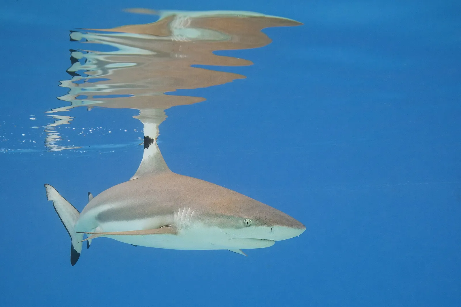 Squalo pinna nera Squalo pinna nera (blacktip reef shark), la specie tornata a popolare le acque poco profonde di Maya Bay a Phi Phi