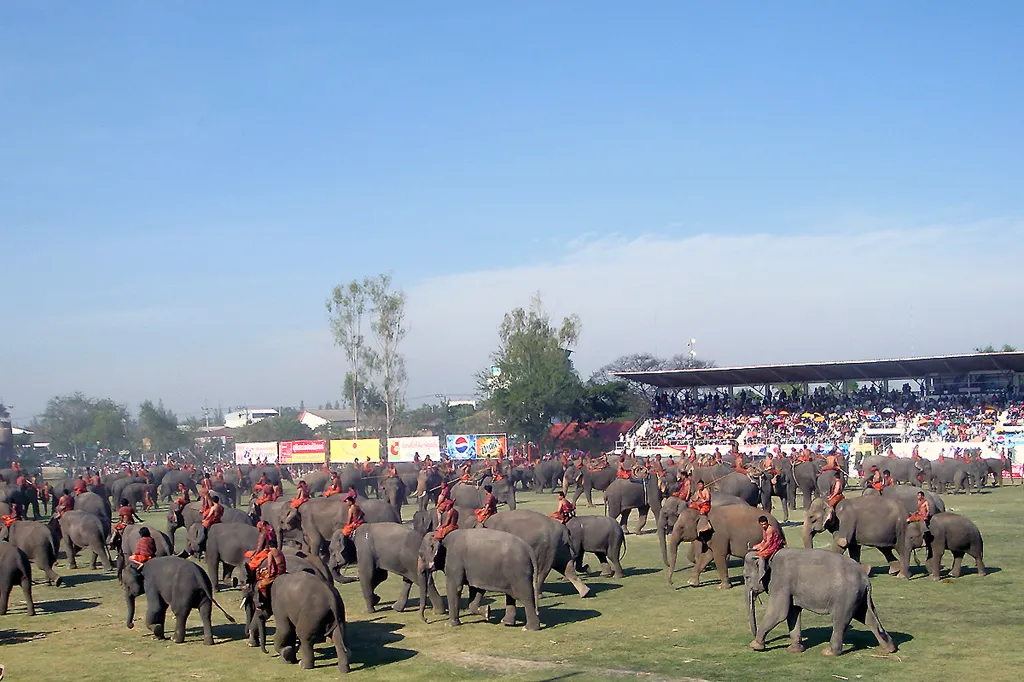 Il raduno degli elefanti di Surin nello stadio Centinaia di elefanti con i mahout nel campo dello Si Narong Stadium durante il Surin Elephant Round-up, il festival degli elefanti in Thailandia