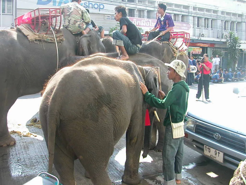 Elefanti e mahout per le strade di Surin Elefanti e mahout per le strade della città di Surin, in Thailandia, durante il festival di novembre