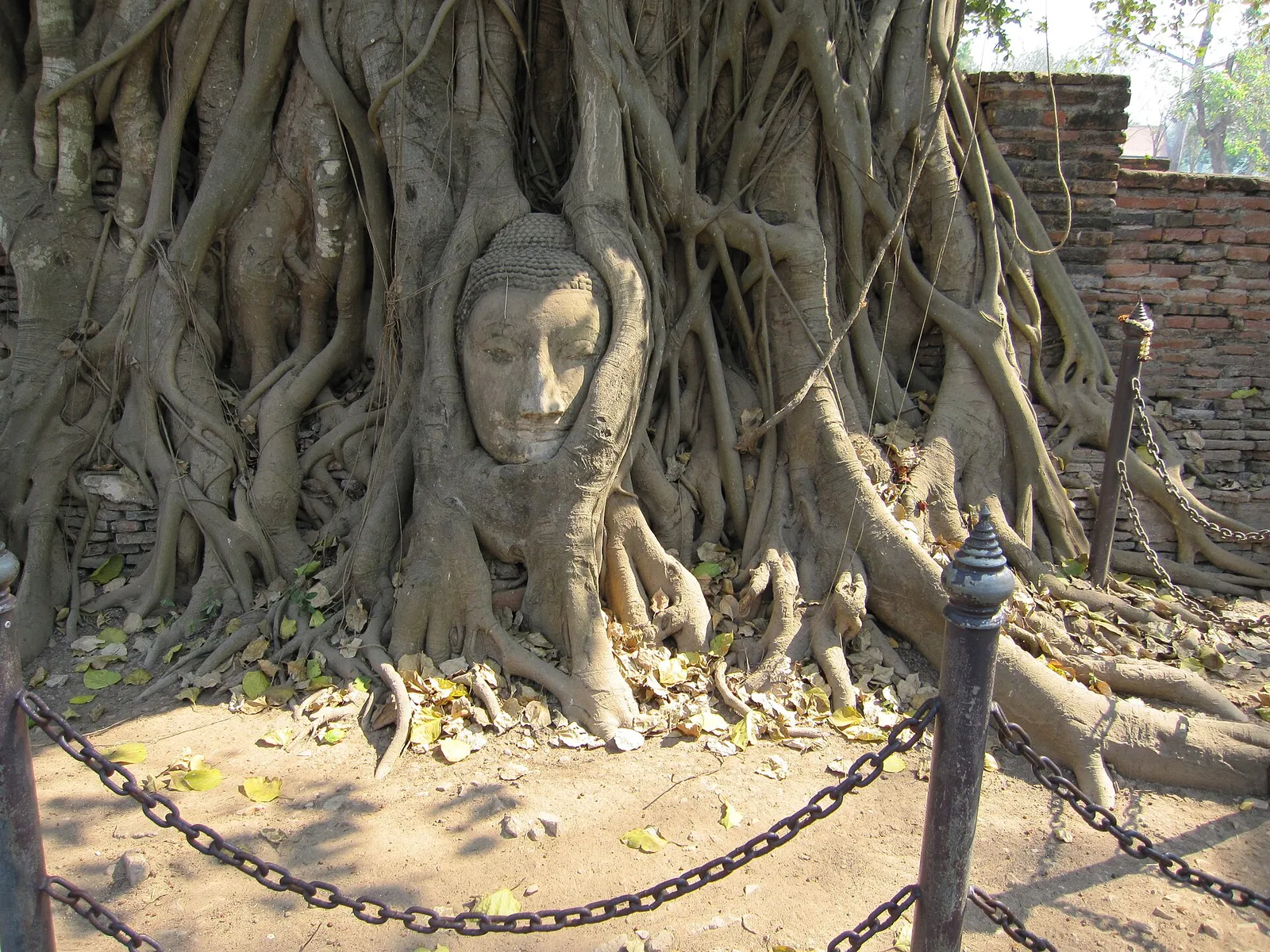 La testa di Buddha nel Wat Mahathat, Ayutthaya La testa di Buddha avvolta dalle radici di un baniano nel Wat Mahathat di Ayutthaya, Thailandia