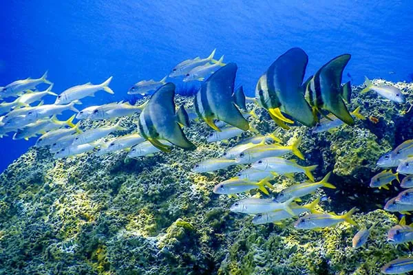 la barriera corallina thailandese