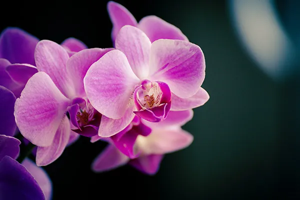 le meravigliose orchidee di Chiang Mai