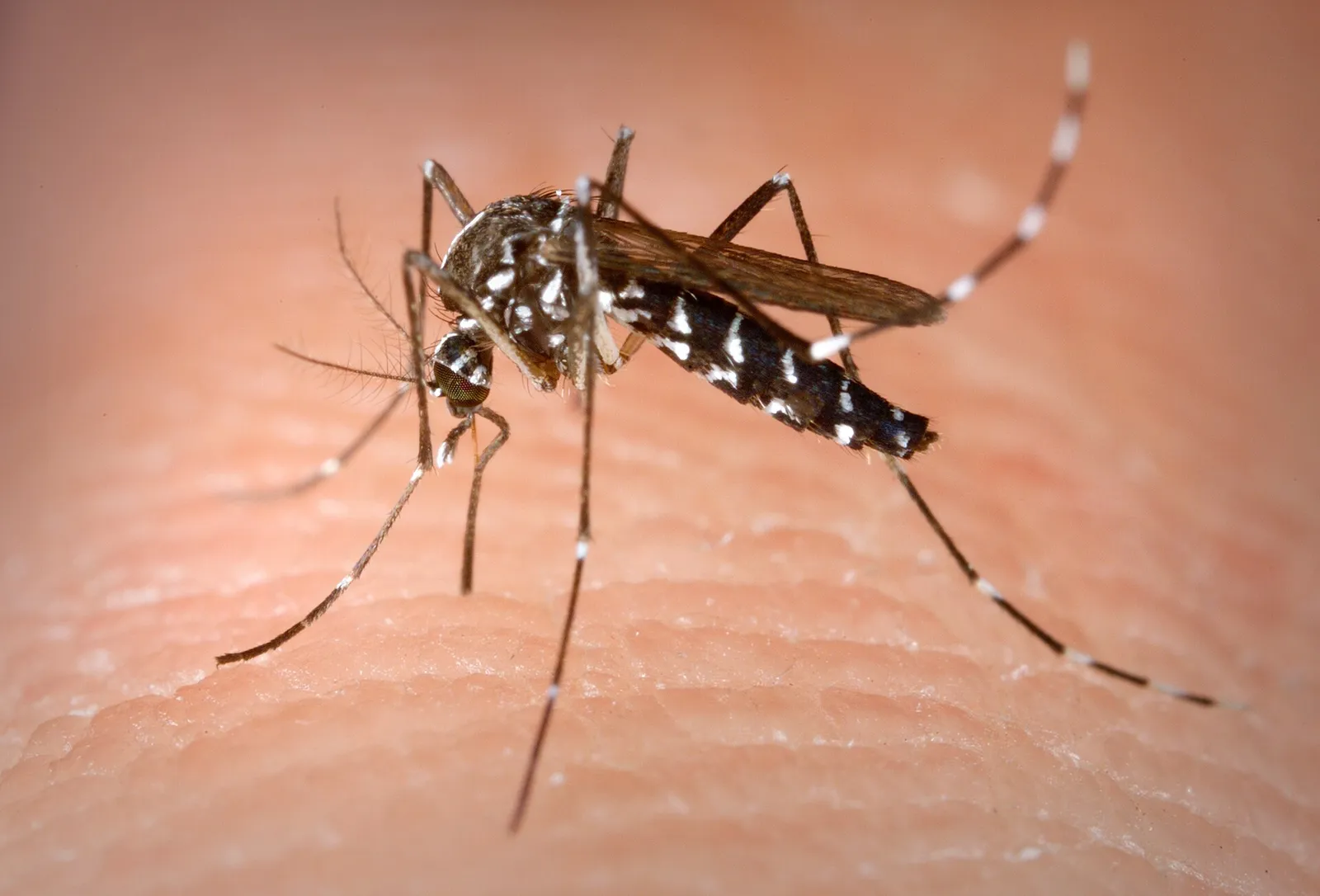 Zanzara tigre (Aedes albopictus) Aedes albopictus, la zanzara tigre che trasmette la dengue in Thailandia e nel Sud-Est Asiatico